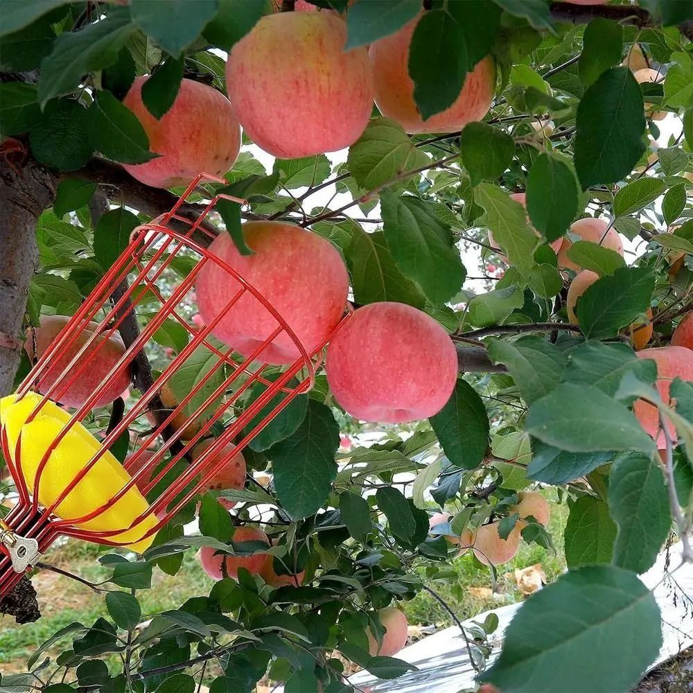 with Basket Fruit Picker Pole  - Fruit Picker Basket Telescopic Pole 评论和价格