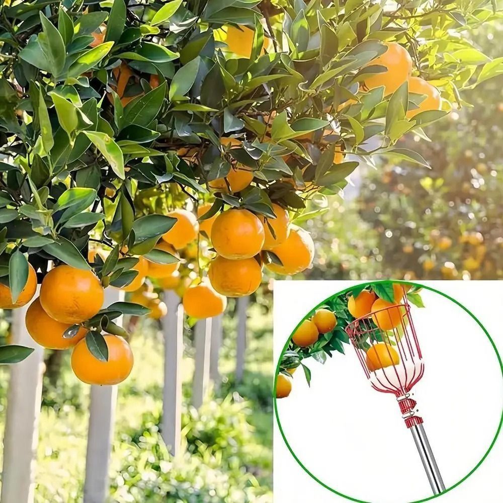 with Basket Fruit Picker Pole  - Fruit Picker Basket Telescopic Pole 评论和价格