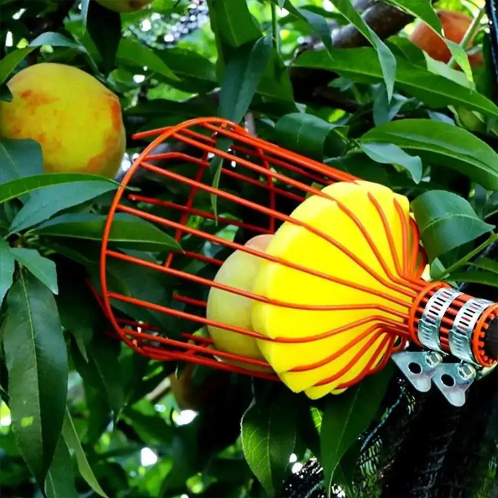 with Basket Fruit Picker Pole  - Fruit Picker Basket Telescopic Pole 评论和价格