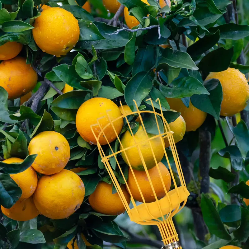 for Winslow & Ross Garden Port - Fruit Picker Basket Telescopic Pole 评论和价格